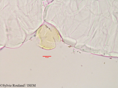 Asteropeia multiflora - lame n° 3496