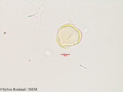 Asteropeia multiflora - lame n° 3496