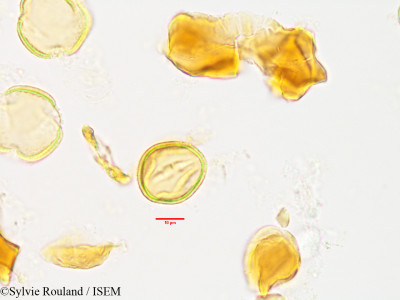 Sylvie.Rouland/Asteropeia_rhopaloides_3493/Asteropeia_rhopaloides_3493_0001(copy)_thumb.jpg