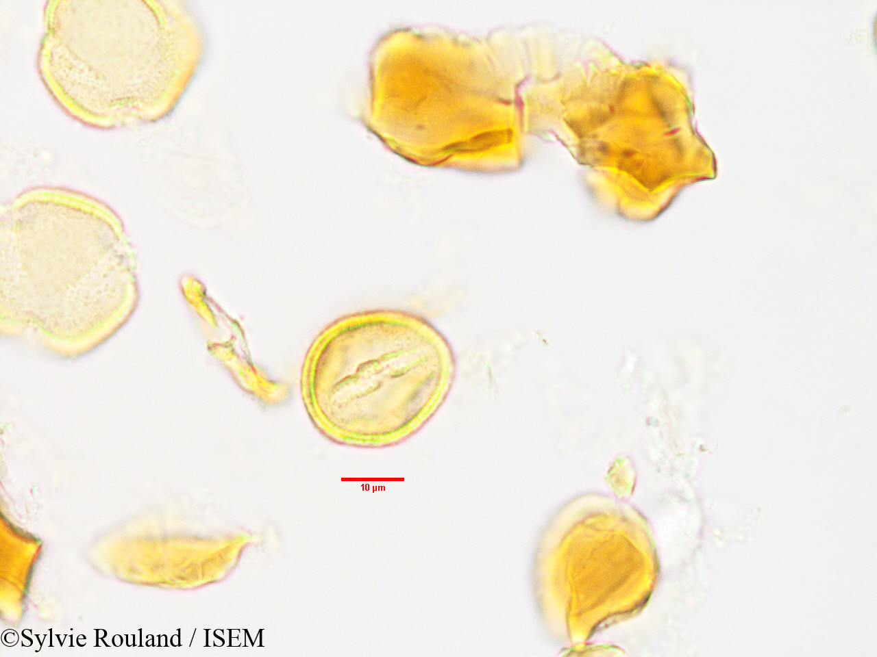 Sylvie.Rouland/Asteropeia_rhopaloides_3493/Asteropeia_rhopaloides_3493_0002(copy).jpg
