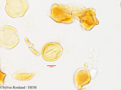 Asteropeia rhopaloides - lame n° 3493