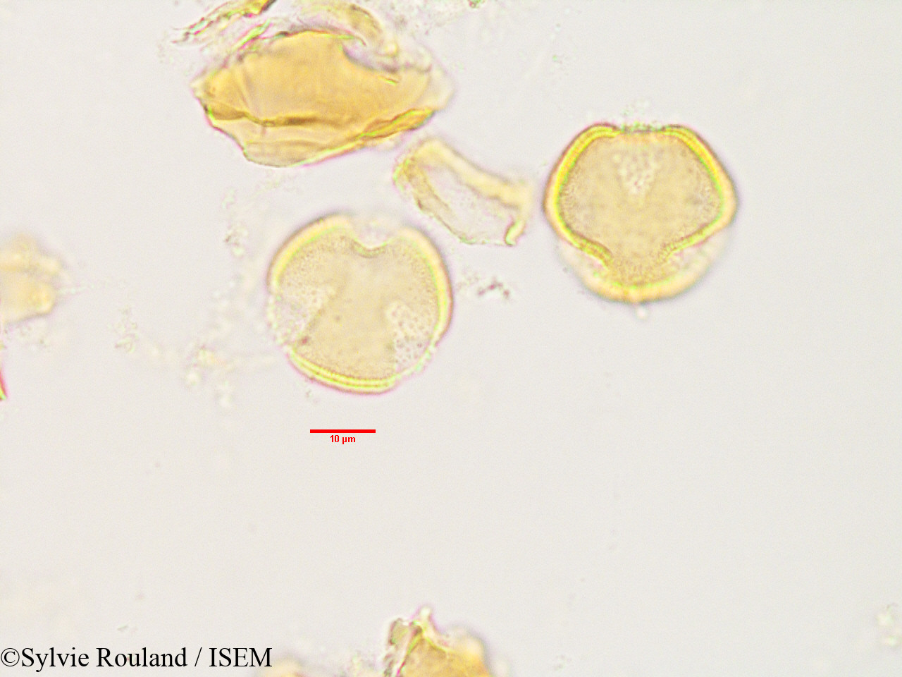 Sylvie.Rouland/Asteropeia_rhopaloides_3493/Asteropeia_rhopaloides_3493_0003(copy).jpg