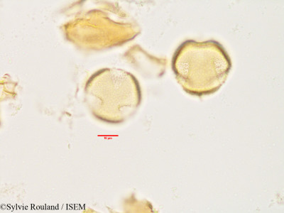 Asteropeia rhopaloides - lame n° 3493