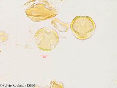 Asteropeia rhopaloides - lame n° 3493