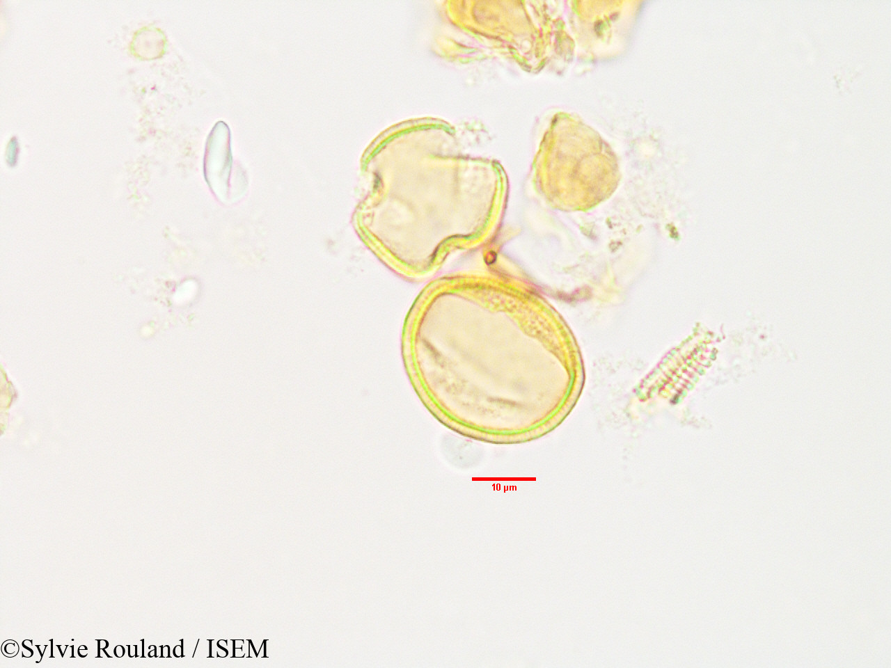 Sylvie.Rouland/Asteropeia_rhopaloides_3493/Asteropeia_rhopaloides_3493_0006(copy).jpg