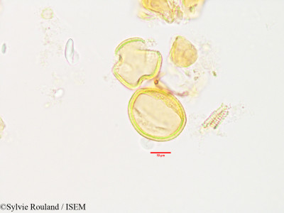 Asteropeia rhopaloides - lame n° 3493