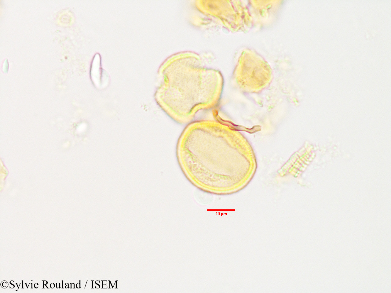 Sylvie.Rouland/Asteropeia_rhopaloides_3493/Asteropeia_rhopaloides_3493_0007(copy).jpg