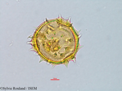 Astiria rosea - lame n° 3155