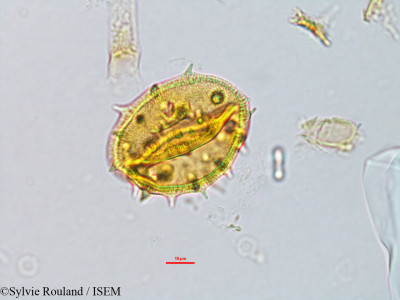 Astiria rosea - lame n° 3155