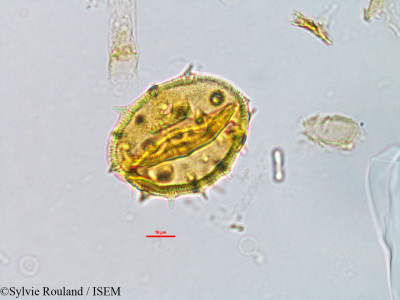 Astiria rosea - lame n° 3155