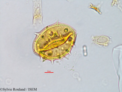 Astiria rosea - lame n° 3155