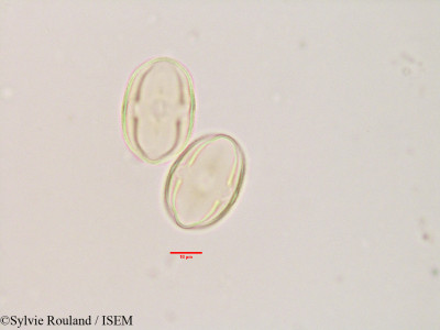 Sylvie.Rouland/Astragalus_danicus_3399/Astragalus_danicus_3399_0001(copy)_thumb.jpg
