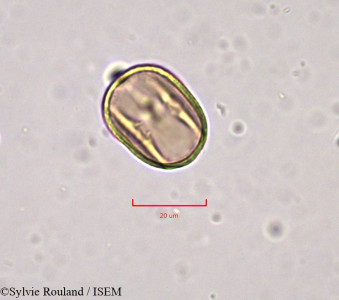Sylvie.Rouland/Astragalus_vogelii_742/Astragalus_vogelii_742_0001(copy)_thumb.jpg