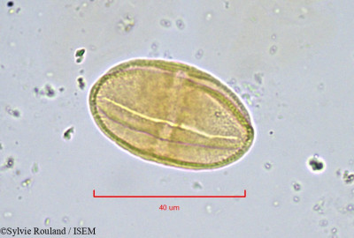 Sylvie.Rouland/Astydamia_canariensis_801/Astydamia_canariensis_801_0001(copy)_thumb.jpg