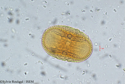 Sylvie.Rouland/Asystasia_crispata_5744/Asystasia_crispata_5744_0001(copy)_thumb.jpg