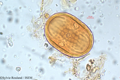 Sylvie.Rouland/Asystasia_travancorica_5797/Asystasia_travancorica_5797_0001(copy)_thumb.jpg