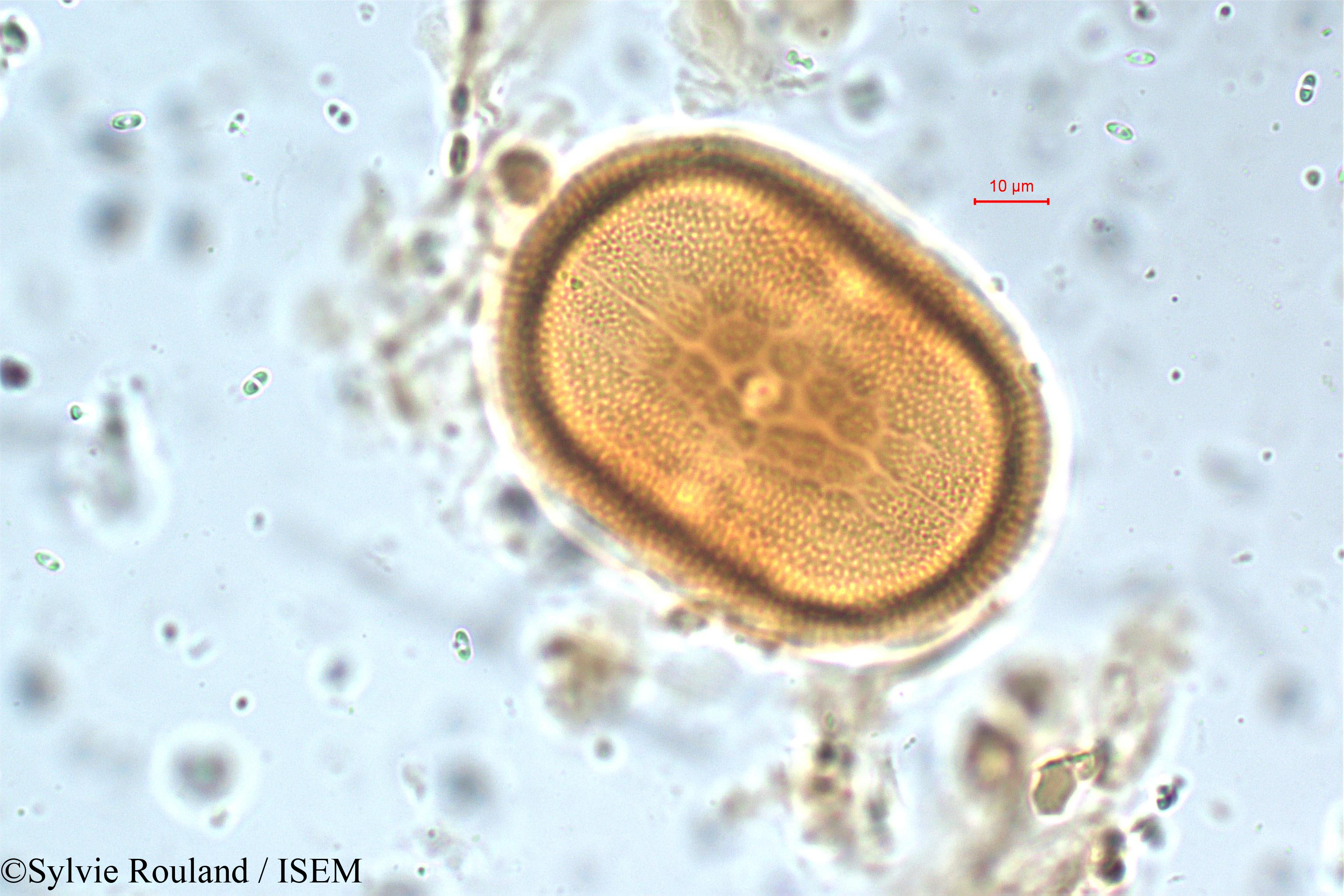 Sylvie.Rouland/Asystasia_travancorica_5797/Asystasia_travancorica_5797_0002(copy).jpg