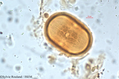Asystasia travancorica - lame n° 5797