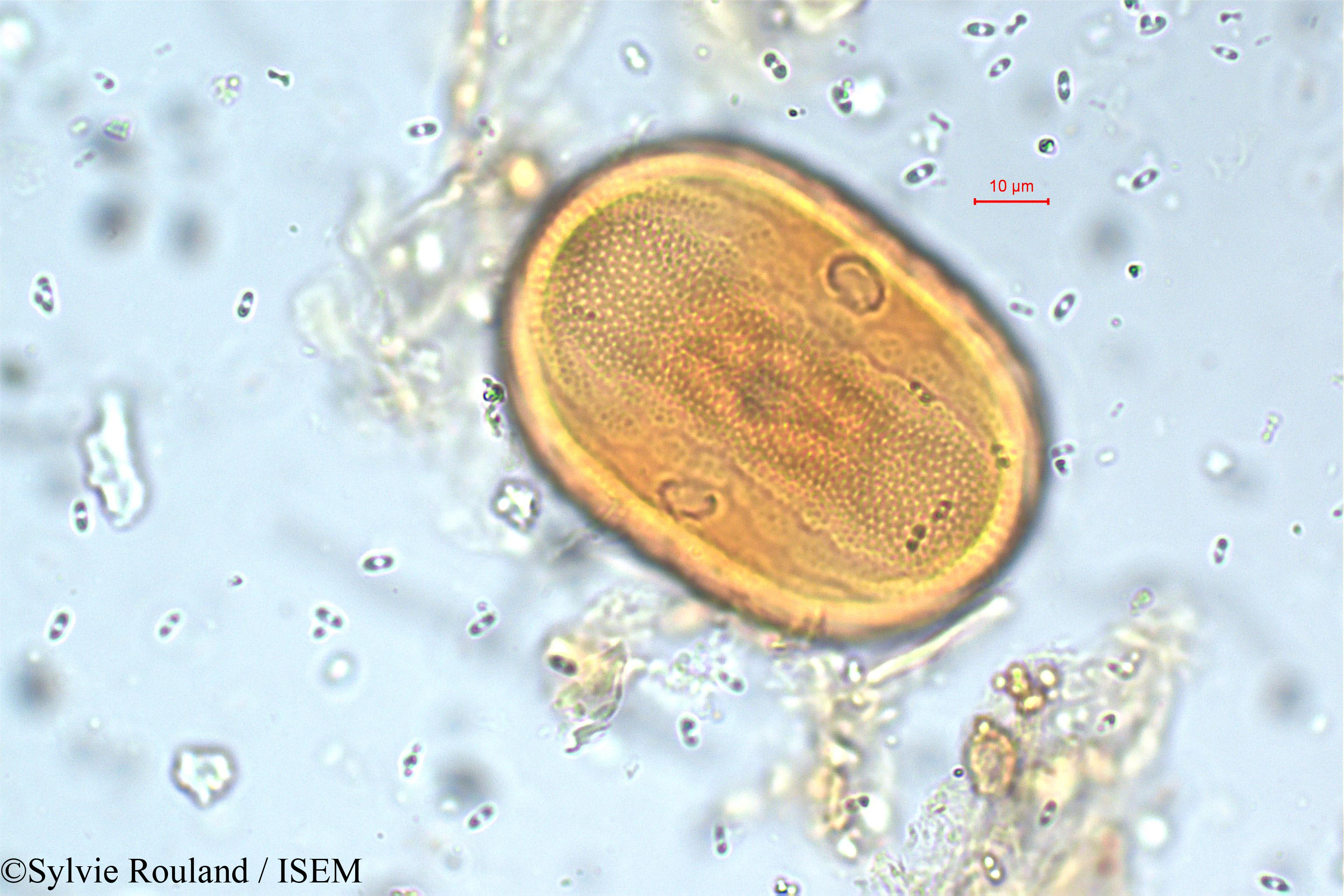 Sylvie.Rouland/Asystasia_travancorica_5797/Asystasia_travancorica_5797_0003(copy).jpg