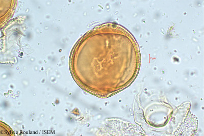Sylvie.Rouland/Asystasia_violacea_5813/Asystasia_violacea_5813_0001(copy)_thumb.jpg