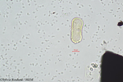 Athamantha ustina - lame n° 418