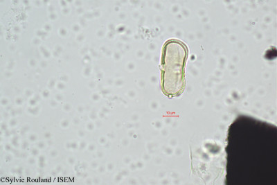 Athamantha ustina - lame n° 418