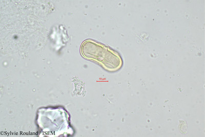 Athamantha ustina - lame n° 418