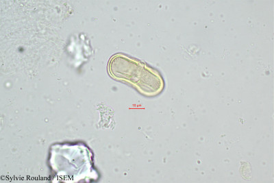 Athamantha ustina - lame n° 418