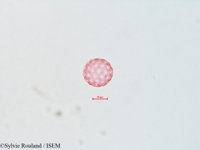 Sylvie.Rouland/Atriplex_nuttallii_4490/Atriplex_nuttallii_4490_0001(copy)_thumb.jpg