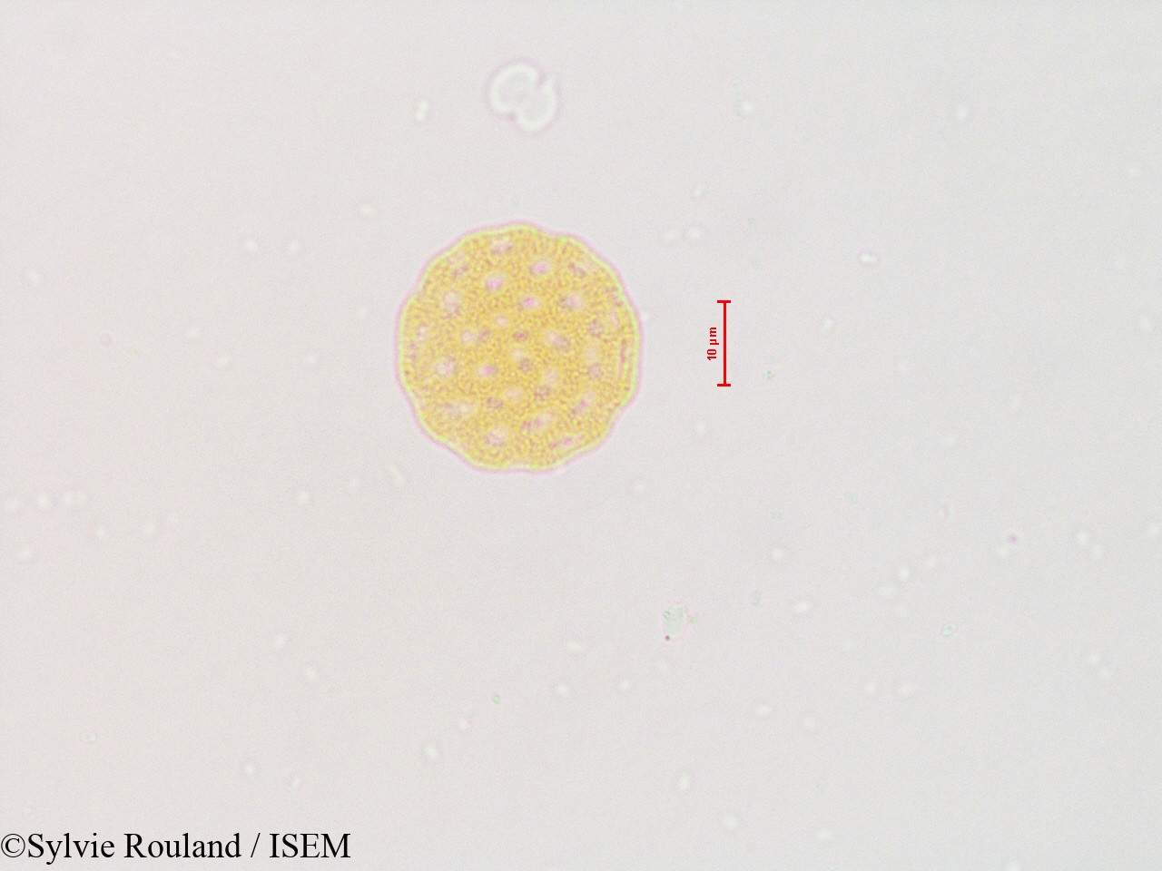 Sylvie.Rouland/Atriplex_patula_4804/Atriplex_patula_4804_0002(copy).jpg