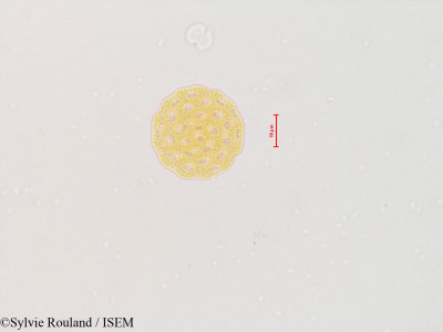 Atriplex patula - lame n° 4804