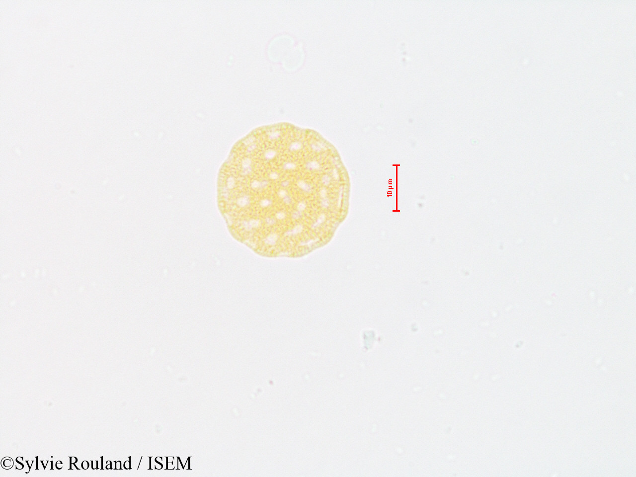 Sylvie.Rouland/Atriplex_patula_4804/Atriplex_patula_4804_0003(copy).jpg