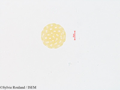 Atriplex patula - lame n° 4804