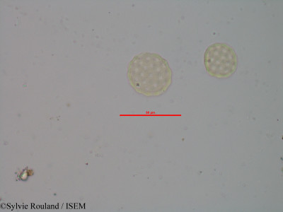 Sylvie.Rouland/Atriplex_perrieri_1988/Atriplex_perrieri_1988_0001(copy)_thumb.jpg