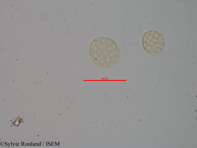 Atriplex perrieri - lame n° 1988
