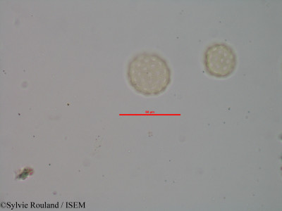Atriplex perrieri - lame n° 1988