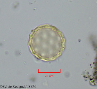 Atriplex perrieri - lame n° 1988