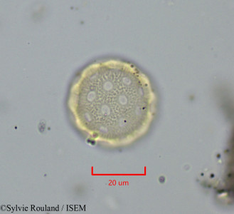 Atriplex perrieri - lame n° 1988