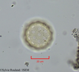 Atriplex perrieri - lame n° 1988