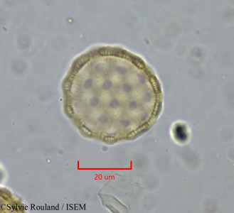 Atriplex perrieri - lame n° 1988
