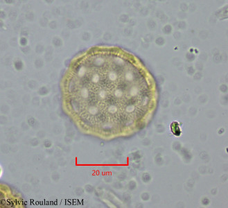 Atriplex perrieri - lame n° 1988