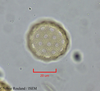Atriplex perrieri - lame n° 1988