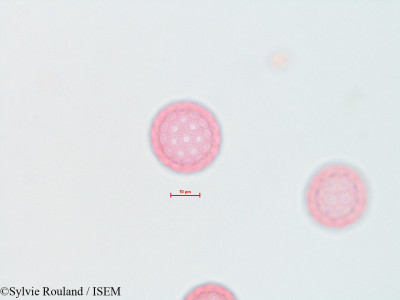 Atriplex wrightii - lame n° 4491