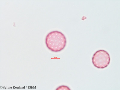 Atriplex wrightii - lame n° 4491