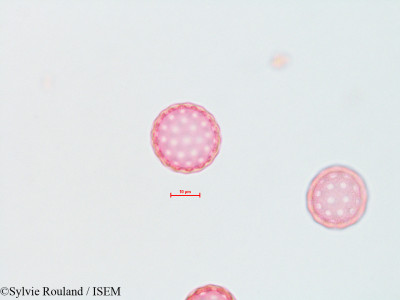 Atriplex wrightii - lame n° 4491