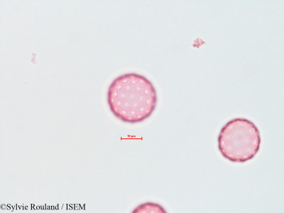 Atriplex wrightii - lame n° 4491