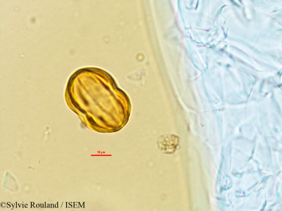 Atroxima afzeliana - lame n° 21274