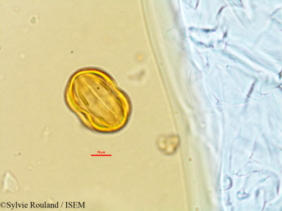 Atroxima afzeliana - lame n° 21274