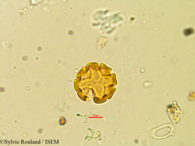 Atroxima afzeliana - lame n° 21274