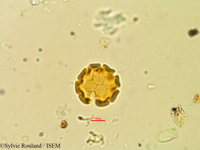 Atroxima afzeliana - lame n° 21274